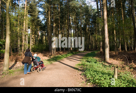 Behinderte Rollstuhlfahrer, die Landschaft - ein Weg durch den Sandringham Country Park in Norfolk, England Stockfoto