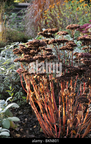 Orpine (Sedum telephium 'Matrona' syn. hylotelephium telephium 'Matrona') Stockfoto