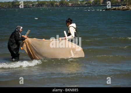 Studenten testen die Qualität des Wassers und der Gewässer für das marine Leben in Coney Island Creek in Brooklyn in New York suchen Stockfoto