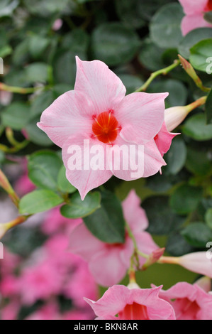 Brasilianischer Jasmin (mandevilla sanderi undaville Classic creme rosa "syn.Dipladenia sanderi undaville Classic Cream pink') Stockfoto