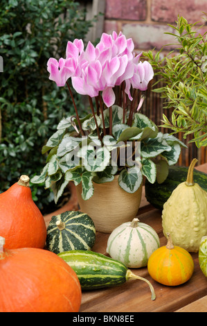 Persische Alpenveilchen (Cyclamen persicum) und dekorative Kürbisse (Cucurbita pepo) Stockfoto