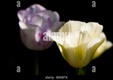 Tulipa 'Spring Green' (Viridiflora Tulpe) und Tulipa "Shirley" (Triumph Tulpe) in Blüte im Frühjahr Stockfoto