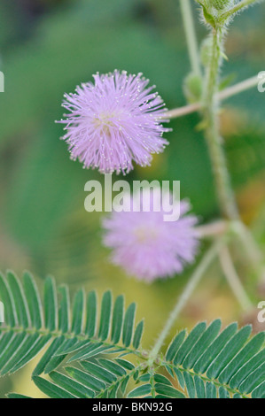 Sensible Pflanze (Mimosa pudica) Stockfoto