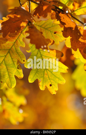 Gemeinsame Eiche (Quercus robur) Stockfoto