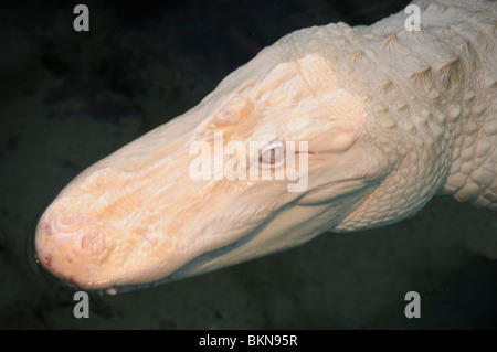 Albino amerikanischer Alligator Stockfoto