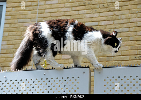 Schwarz / weiß langhaarige Hauskatze zu Fuß am oberen Rand ein Spike Gate London England UK Stockfoto