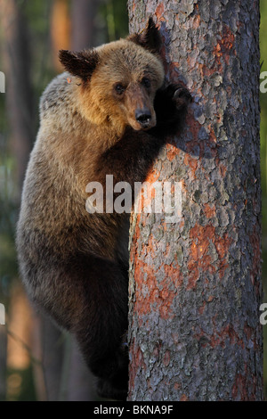 Europäischer Braunbär (Ursus Arctos) klettern am Kiefer. Estland, Europa. Stockfoto