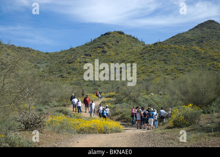 Wanderer auf einem Trail im Cave Creek Regional Park, Cave Creek in der Nähe von Phoenix, Arizona, USA Stockfoto