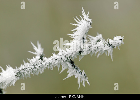 Schließen Sie winterliche Szene der stacheligen Raureif auf einer gefrorenen Zweigwerk zeigt Eiskristalle genommen in Bristol, Großbritannien Stockfoto