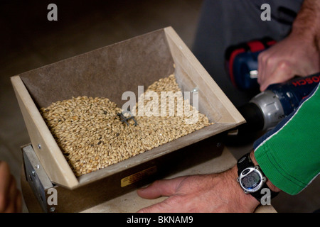 Gemälzte Gerste wird vor dem Hause Bierbrauen gefräst. Stockfoto