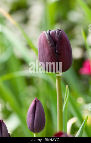 "Königin der Nacht" Tulpen im Frühling Stockfoto