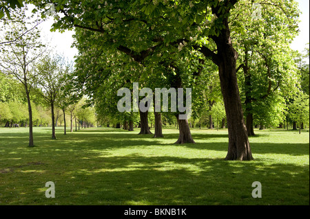 Eine Allee von Bäumen der Rosskastanie im Hyde Park Stockfoto