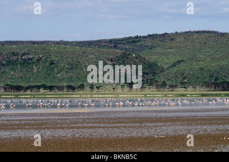 Lake Nakuru Landschaft mit vielen Fütterung mehr Flamingos Phoenicopterus ruber Stockfoto