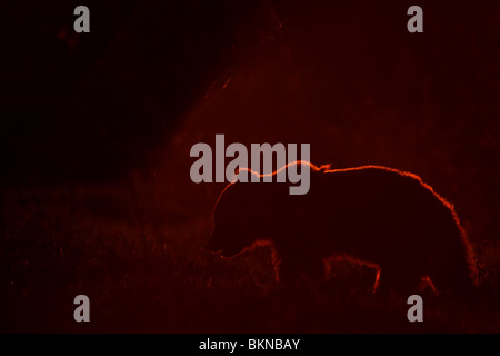 Europäischer Braunbär (Ursus Arctos) Silhouette bei Sonnenuntergang. Estland, Europa Stockfoto