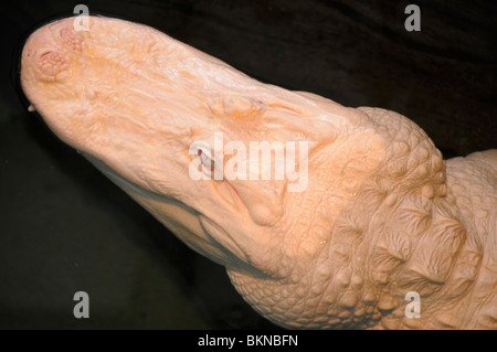 Albino amerikanischer Alligator Stockfoto