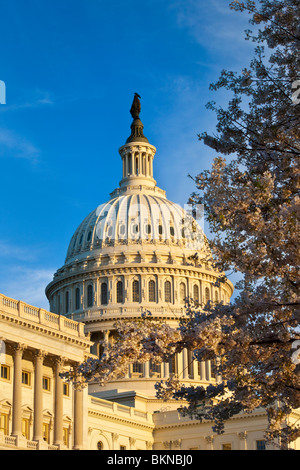 US Capitol Building mit blühenden Kirschbäume Bäume im Frühling, Washington DC USA Stockfoto