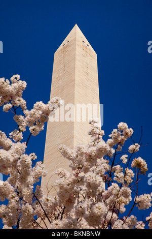 Washington Monument thront über blühende Kirschbäume im Frühling, Washington DC USA Stockfoto