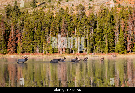 Einen großen Stier Elch Kreuzung String Lake mit seinen Harem im September, Grand-Teton-Nationalpark, Wyoming. Stockfoto