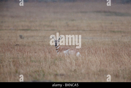 Eine Pronghorn Antilope Entspannung in hohe Gräser während einer Schnee-Bö, Yellowstone-Nationalpark, Wyoming, USA. Stockfoto