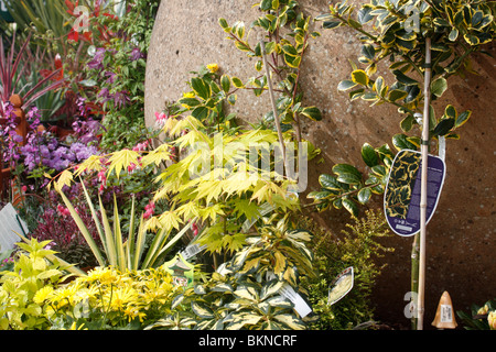 Einer der Brookfields Signatur riesigen Töpfen mit Aubrieta Hebe Magie Sommer, Ilex X altaclerensis 'Golden King' weibliche holly Stockfoto