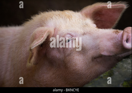 Nahaufnahme des Schweins Stockfoto