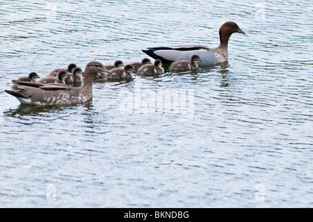 Weibliche und männliche Enten mit Entchen, UQ, Brisbane, Australien Stockfoto