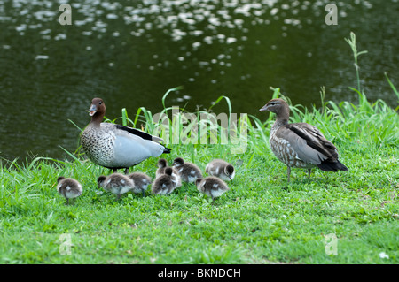 Weibliche und männliche Enten mit Entchen, UQ, Brisbane, Australien Stockfoto