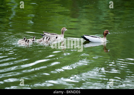 Weibliche und männliche Enten mit Entchen, UQ, Brisbane, Australien Stockfoto