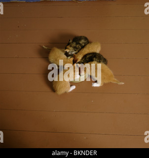 Draufsicht auf einen Wurf Kätzchen aus einer Schüssel essen Stockfoto