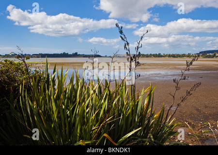 Neuseeland-Flachs Pflanzen mit Wattflächen im Hintergrund Stockfoto