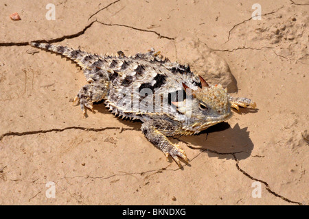 Südliche Wüste Krötenechsen (Phrynosoma (Doliosaurus) Stockfoto