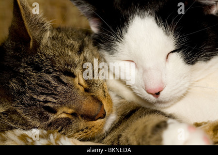 Zwei süße Katzen, die zusammen ruhen Stockfoto