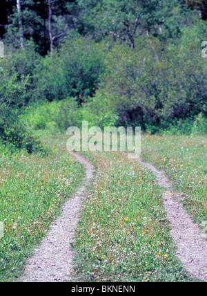 Zweispurige ausgefahrenen Kies Straße durchschneidet, grünen Rasen, Park County, Montana, USA Stockfoto