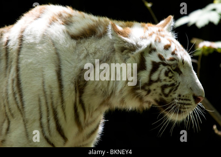 11 Monate alte weiße Tiger, Beauval Zoo Stockfoto