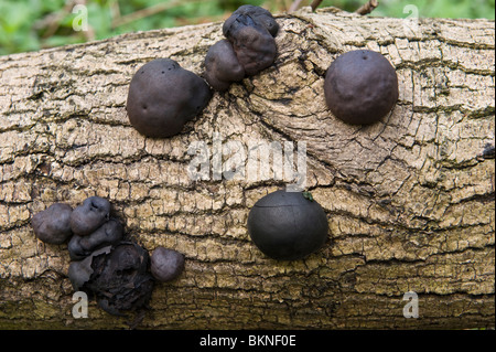 König Alfred Kuchen (Daldinia Concentrica) kann Sprotbrough Flash Wildlife Trust Fluss Don Schlucht West Yorkshire England UK Europe Stockfoto