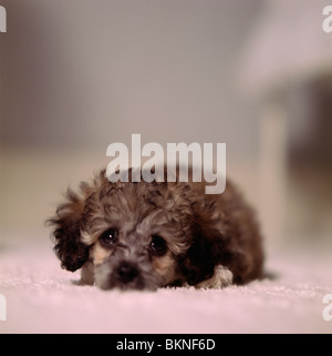 Nahaufnahme eines Toy Pudel Welpen Stockfoto