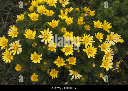 Frühlings-Adonisröschen, Adonis Vernalis, Stockfoto
