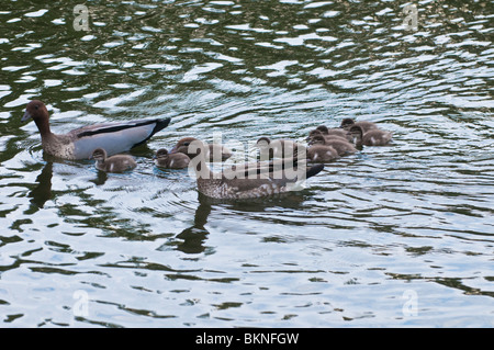 Weibliche und männliche Enten mit Entchen, UQ, Brisbane, Australien Stockfoto