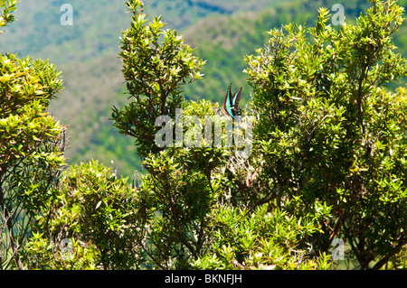 Blick vom Echo Point Lookout, Albert River Circuit, Lamington Nationalpark, Queensland, Australien Stockfoto