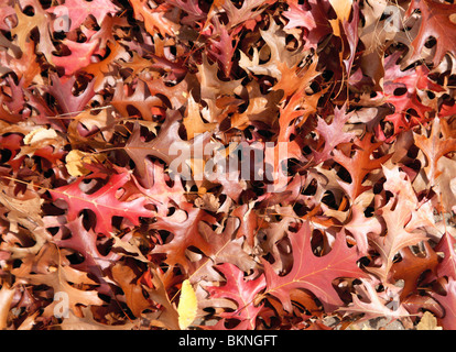 toller Hintergrund Bild des Herbstes oder Blätter fallen Stockfoto