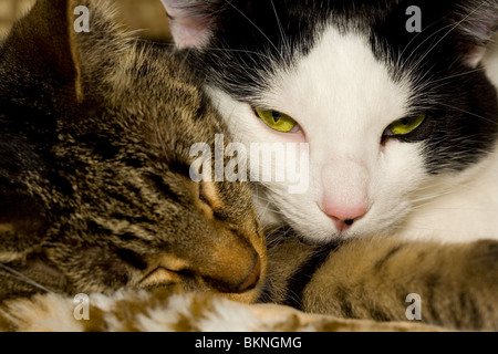 Zwei süße Katzen, die zusammen ruhen Stockfoto