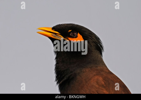 Gemeinsame Myna oder indischen Myna (Acridotheres Tristis) Stockfoto