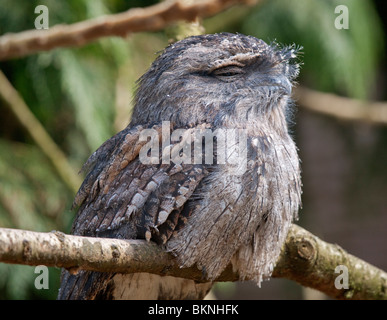 Tawny Frogmouth (ein Strigoides) Stockfoto