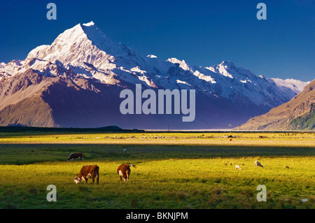 Weidende Kühe mit Aoraki Mount Cook im Hintergrund, Neuseeland Stockfoto