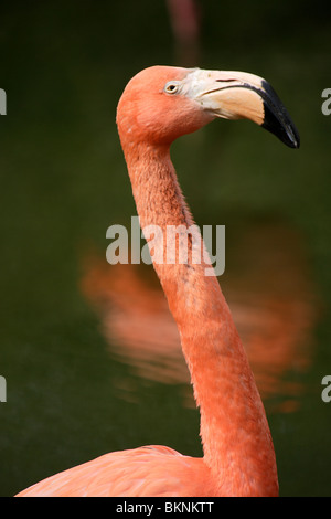 Flamingo starren Stockfoto