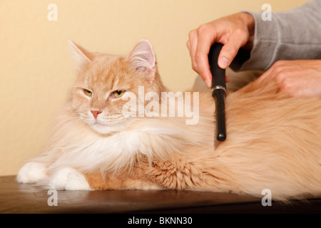 Katze Wird Gekämmt / Katze gekämmt Stockfoto