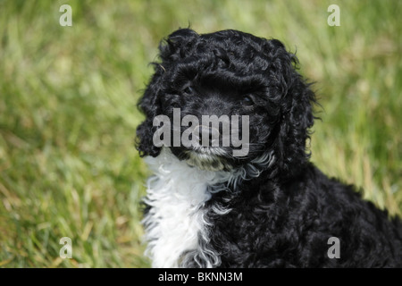 Cockapoo Welpe / Cockapoo Welpen Stockfoto