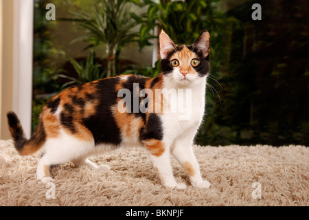 Hauskatze / Inland Katze Stockfoto