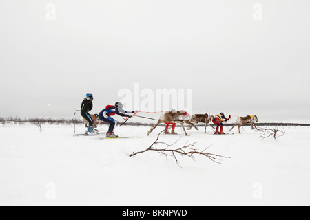 Rentier Racing World Cup, während die Sámi Osterfestspiele in Kautokeino in Finnmarksvidda im arktischen Norwegen Stockfoto