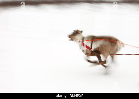 Rentier Racing World Cup, während die Sámi Osterfestspiele in Kautokeino in Finnmarksvidda im arktischen Norwegen Stockfoto